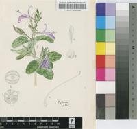 Angkalanthus transvaalensis A.Meeuse