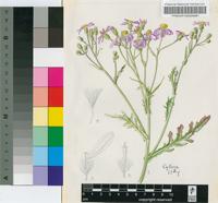 Senecio arenarius Thunb.