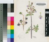 Clerodendrum makanjanum H.J.P.Winkl.