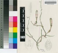 Ceropegia patersoniae N.E.Br.