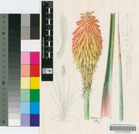 Kniphofia stricta Codd