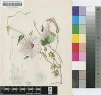 Ipomoea bisavium A.Meeuse
