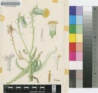 Senecio cephalophorus (Compton) H.Jacobsen
