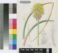Kniphofia citrina Baker