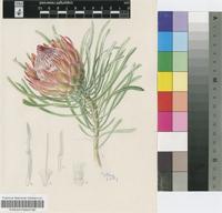 Protea minor (E.Phillips) Compton
