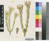 Leucadendron modestum I.Williams
