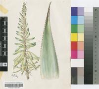 Aloe dhalensis Lavranos