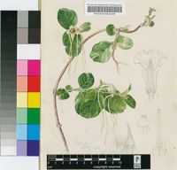 Strophanthus luteolus Codd