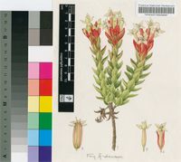Glischrocolla formosa (Thunb.) R.Dahlgren