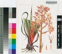 Dilatris viscosa L.f.