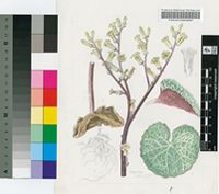 Cotyledon singularis R.A.Dyer