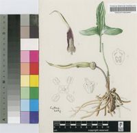 Stylochaeton natalensis Schott