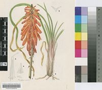 Kniphofia tabularis Marloth