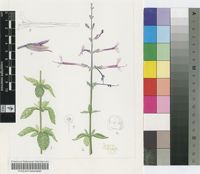 Orthosiphon tubiformis R.D.Good