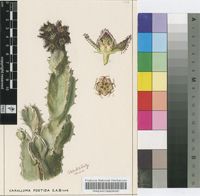 Caralluma foetida E.A.Bruce