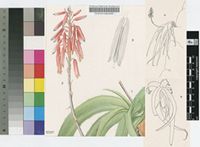 Aloe mendesii Reynolds