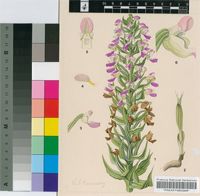 Brachycorythis ovata Lindl.