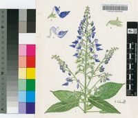 Plectranthus chirindensis Codd