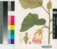Dombeya macrantha Baker