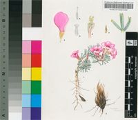 Oxalis confertifolia (Kuntze) R.Knuth