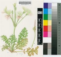 Pelargonium schizopetalum Sweet