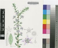 Agathosma crenulata (L.) Pillans