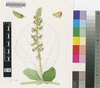 Rhynchosia villosa (Meisn.) Druce