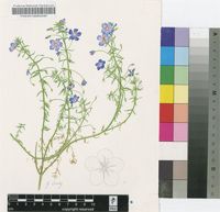 Anagallis monelli L.