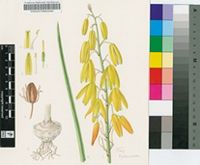 Lachenalia duncanii W.F.Barker