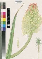 Aloe helenae Danguy
