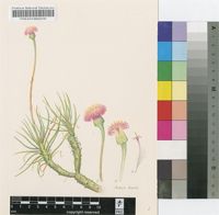 Kleinia leptophylla C.Jeffrey