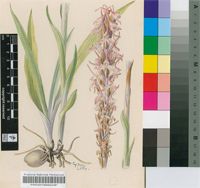 Disa rhodantha Schltr.