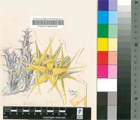 Caralluma lutea N.E.Br.