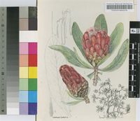 Protea gazensis Beard