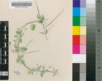 Ceropegia barbertonensis N.E.Br.