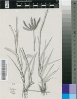 Dactyloctenium aegyptium (L.) Willd.