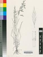 Bromus unioloides Kunth