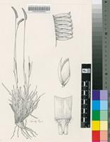 Harpochloa falx (L.f.) Kuntze