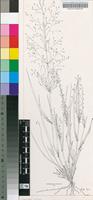 Eragrostis biflora Hack. ex Schinz