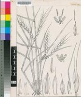 Andropogon distachyos L.