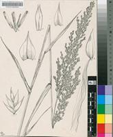 Poa trivialis L.