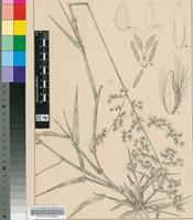 Tricholaena rosea Nees