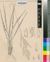 Panicum ecklonii Nees