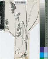 Dactylis glomerata L.