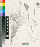 Pentameris swartbergensis N.P.Barker