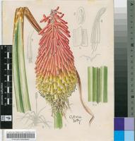 Kniphofia linearifolia Baker