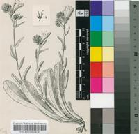 Echium plantagineum L.