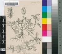 Acanthospermum australe (Loefl.) Kuntze