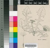 Taraxacum serotinum (Waldst. & Kit.) Poir.