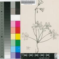 Oxalis pes-caprae L.